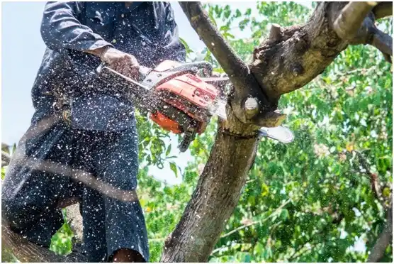 tree services Omro